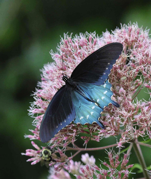 Pipevine Swallowtail - male